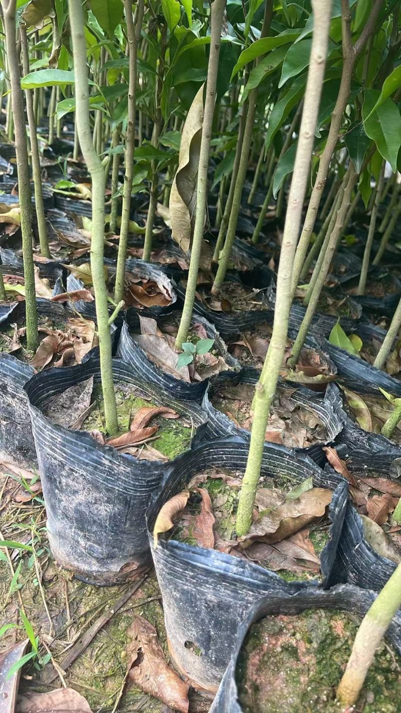 广西钦州白木沉香苗直生苗。沉香底苗大杯苗