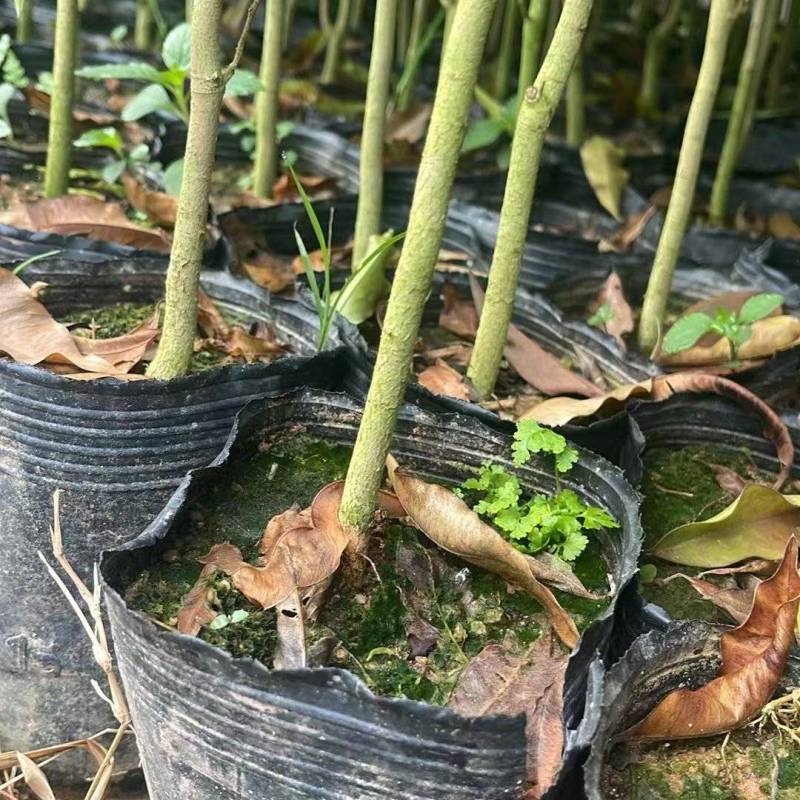 广西钦州白木沉香苗直生苗。沉香底苗大杯苗