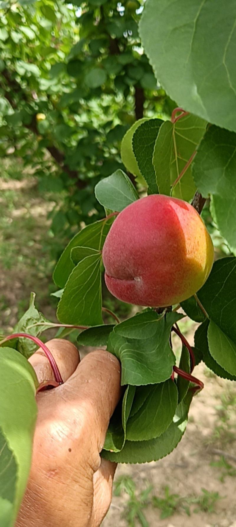 早红梅杏，甜核，离核，糖渡高，50亩面积大！