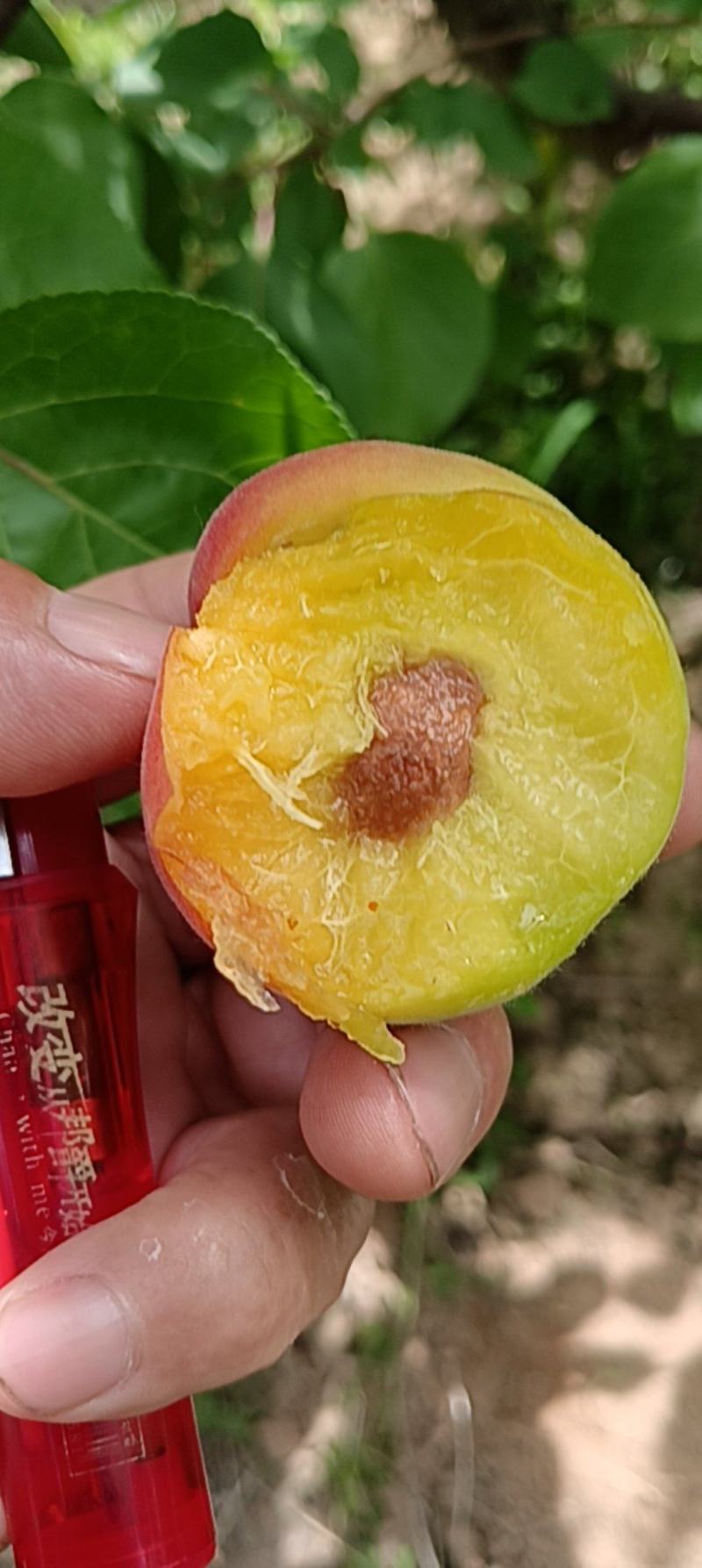 早红梅杏，甜核，离核，糖渡高，50亩面积大！