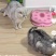 美短，玳瑁，奶牛猫