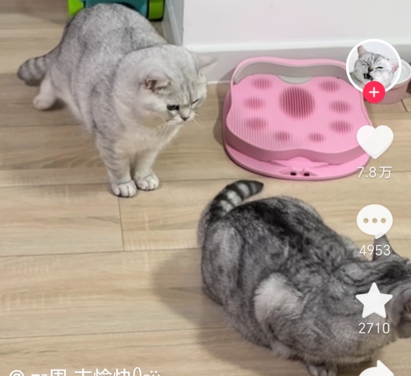 美短，玳瑁，奶牛猫