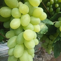 大荔县维多利亚青提葡萄，需要联系我价格不高