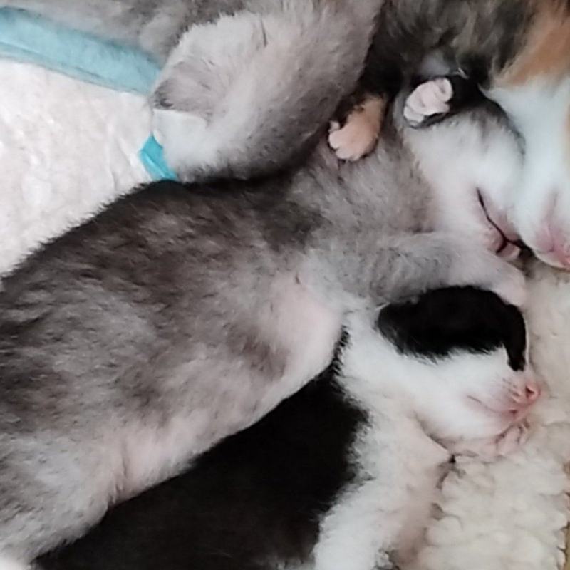 美短，玳瑁，奶牛猫