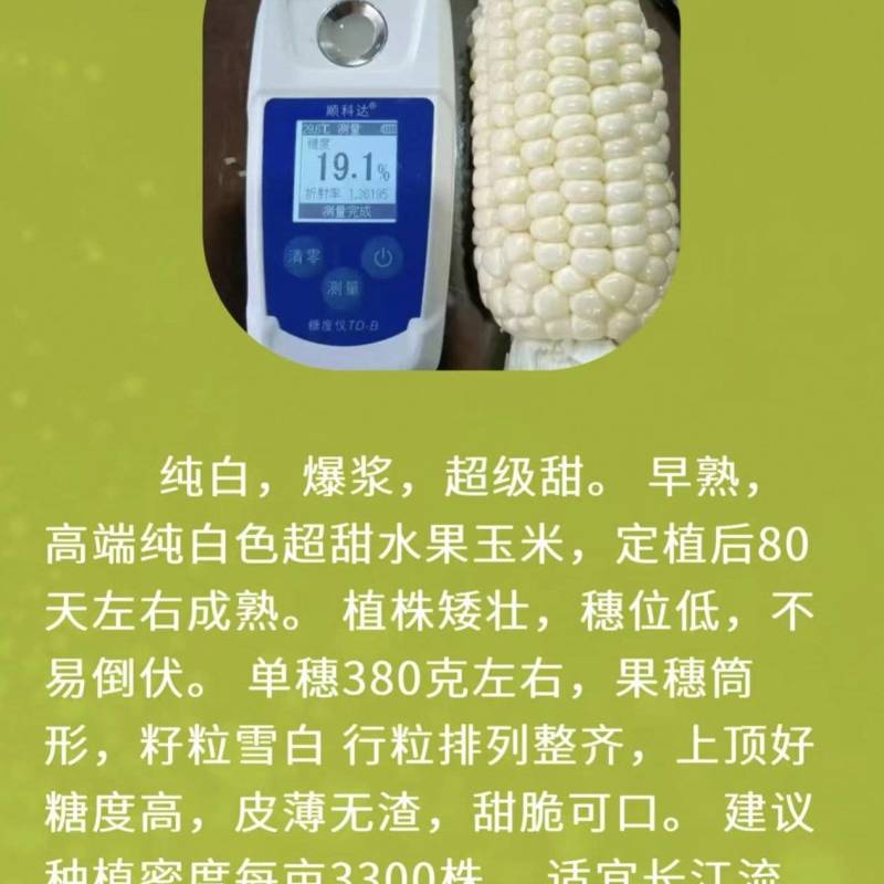 高甜水果牛奶爆浆玉米，糖度可达18左右，可生食无渣！