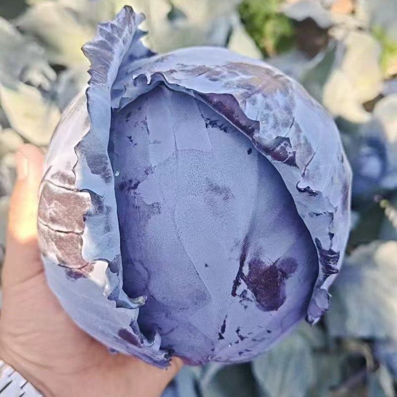 云南高原紫甘蓝露天紫包菜产地整车批发