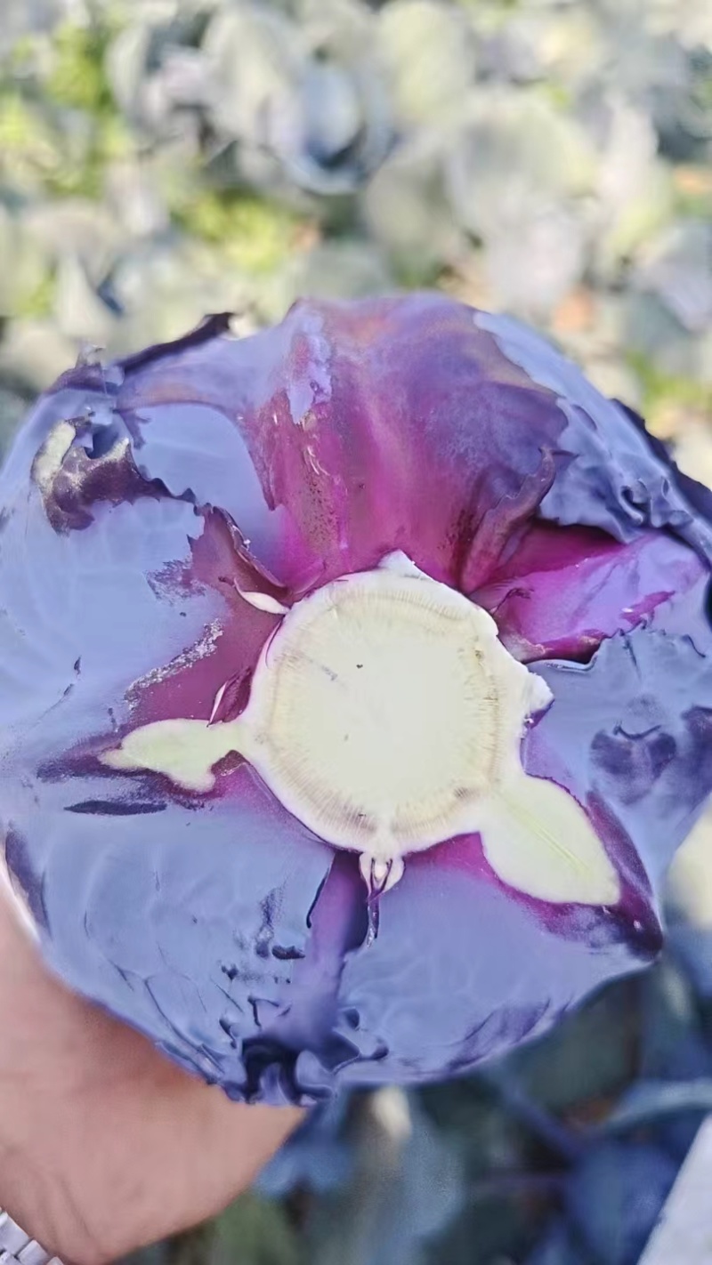 云南高原紫甘蓝露天紫包菜产地整车批发