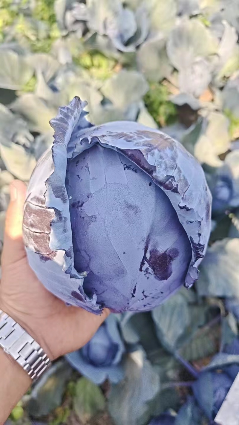 云南高原紫甘蓝露天紫包菜产地整车批发