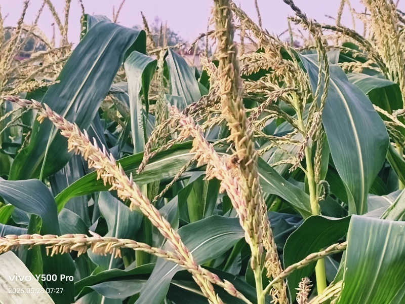 高甜水果牛奶爆浆玉米，糖度可达18左右，可生食无渣！
