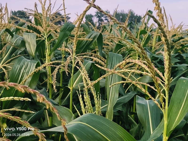 高甜水果牛奶爆浆玉米，糖度可达18左右，可生食无渣！