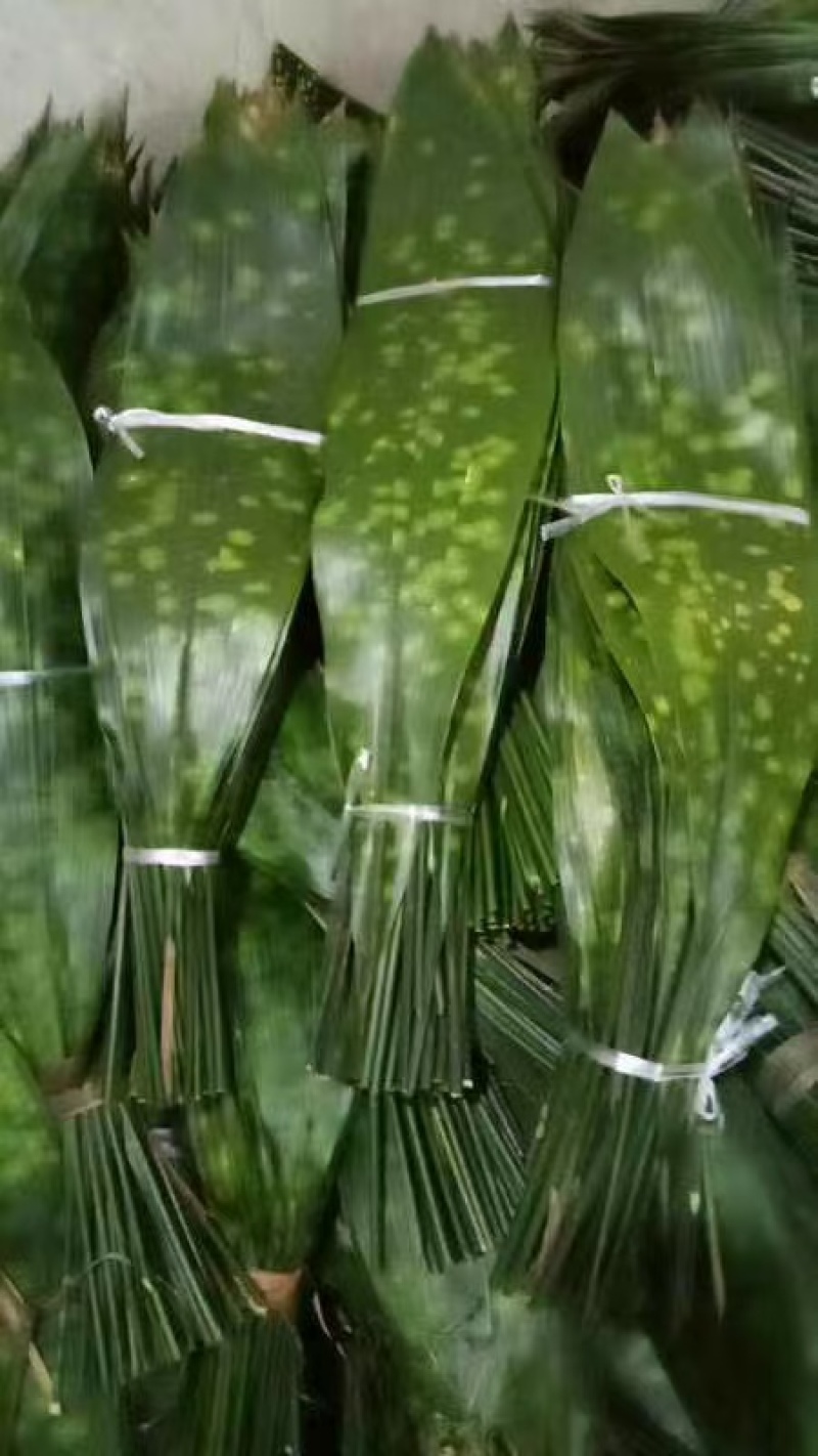 粽叶产地直销