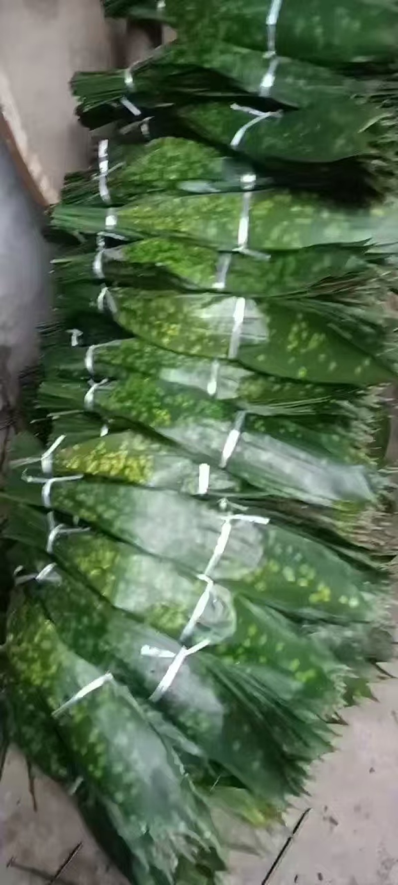 粽叶产地直销