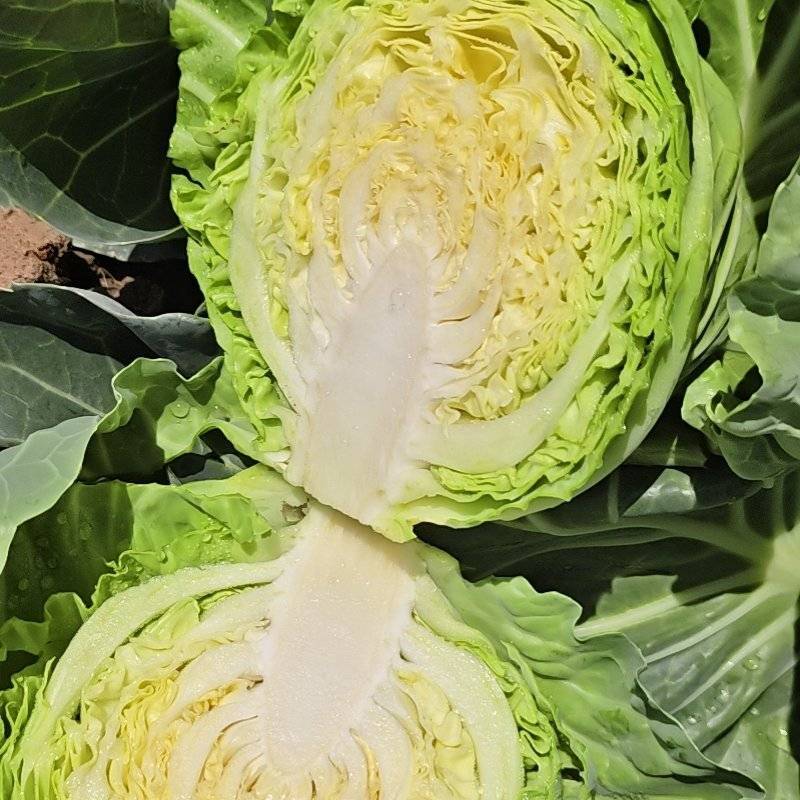 优质甘兰