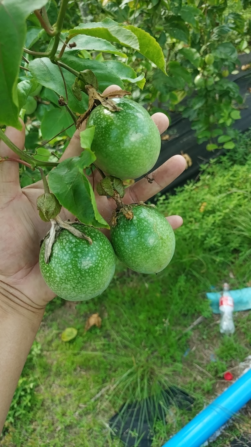海南陵水百香果
