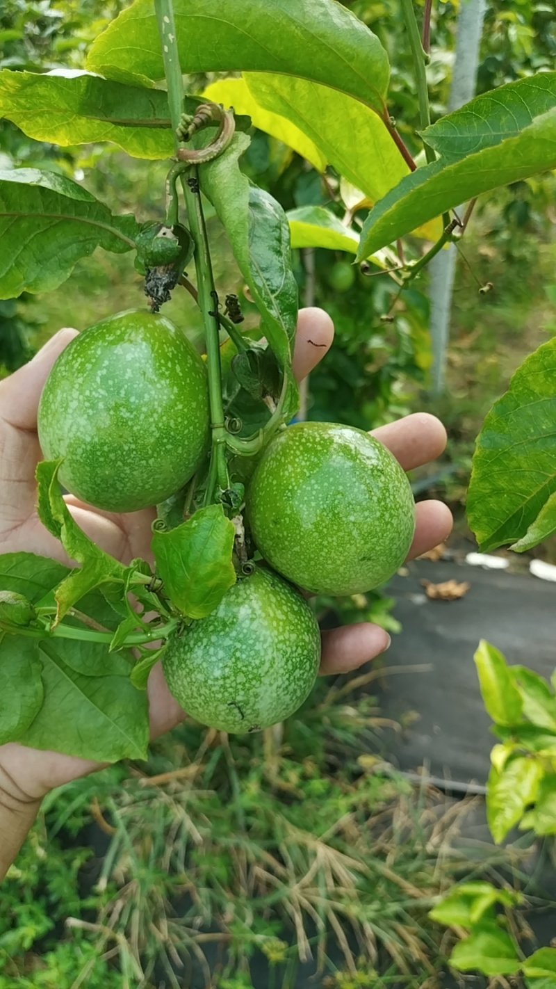 海南陵水百香果
