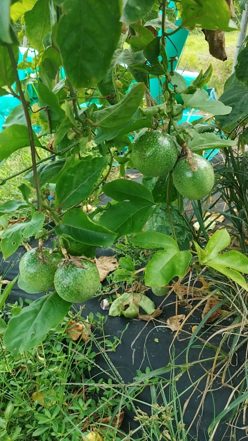 海南陵水百香果