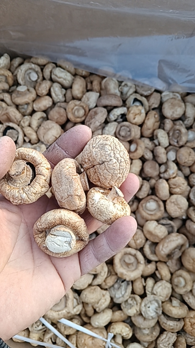 优质小口蘑（双孢菇）干货口蘑大量供应可视频看货欢迎来