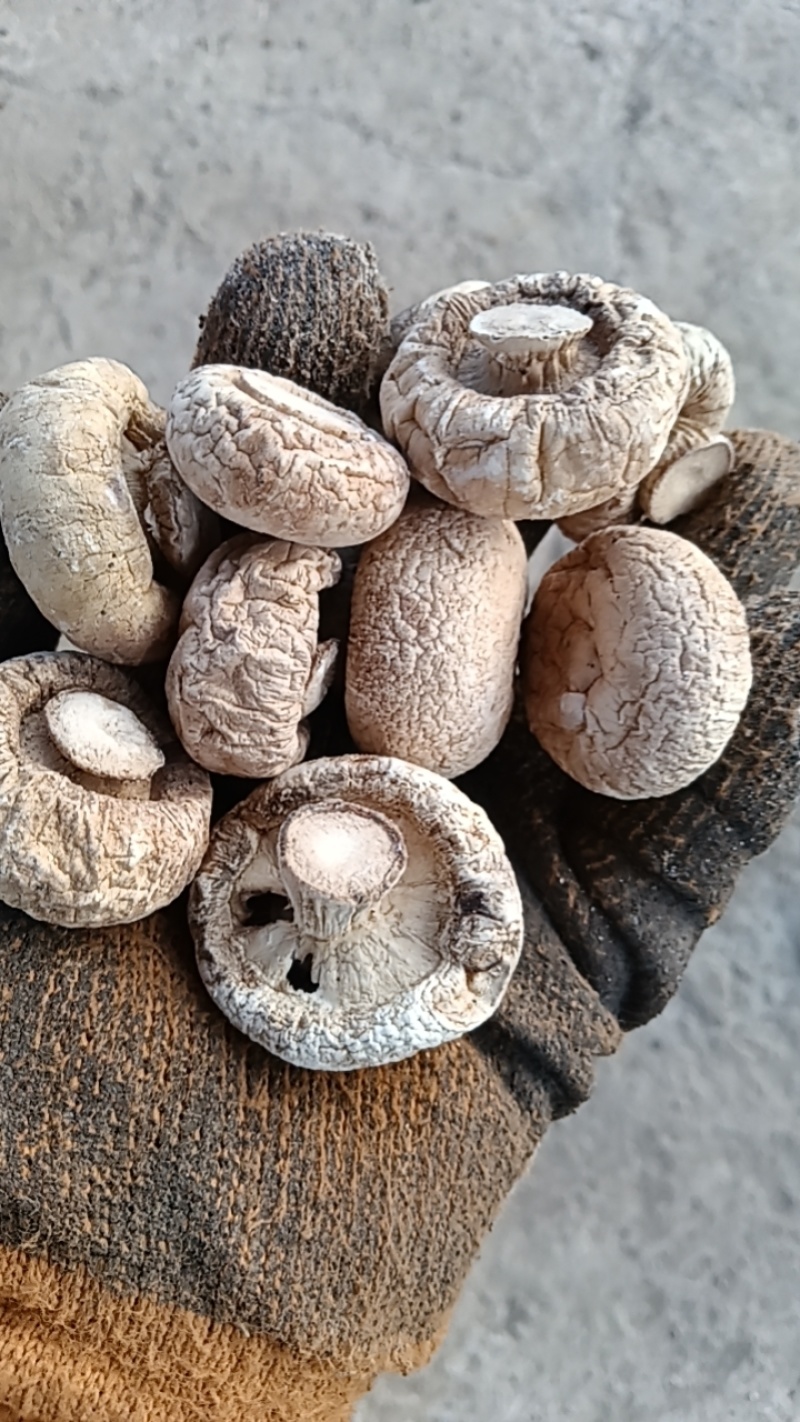 优质小口蘑（双孢菇）干货口蘑大量供应可视频看货欢迎来
