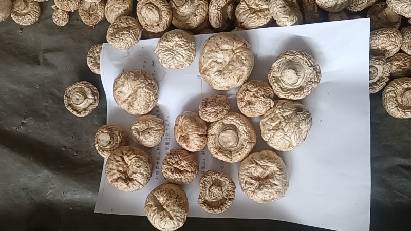 优质小口蘑（双孢菇）干货口蘑大量供应可视频看货欢迎来