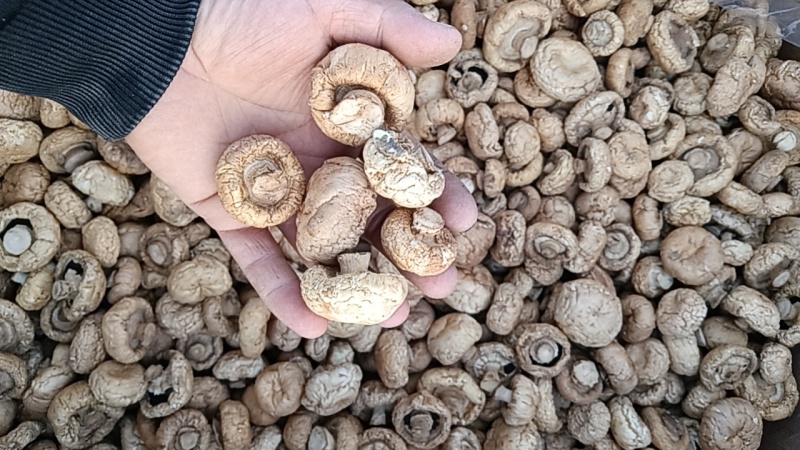 优质小口蘑（双孢菇）干货口蘑大量供应可视频看货欢迎来