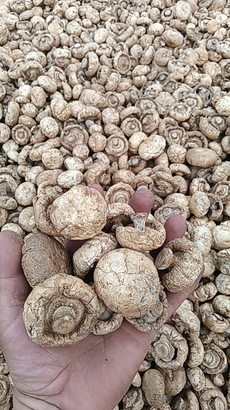 优质小口蘑（双孢菇）干货口蘑大量供应可视频看货欢迎来