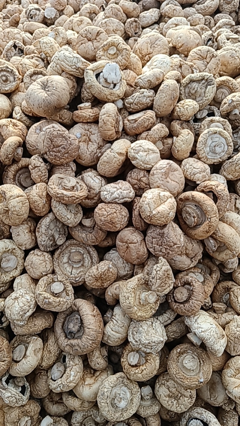 优质小口蘑（双孢菇）干货口蘑大量供应可视频看货欢迎来