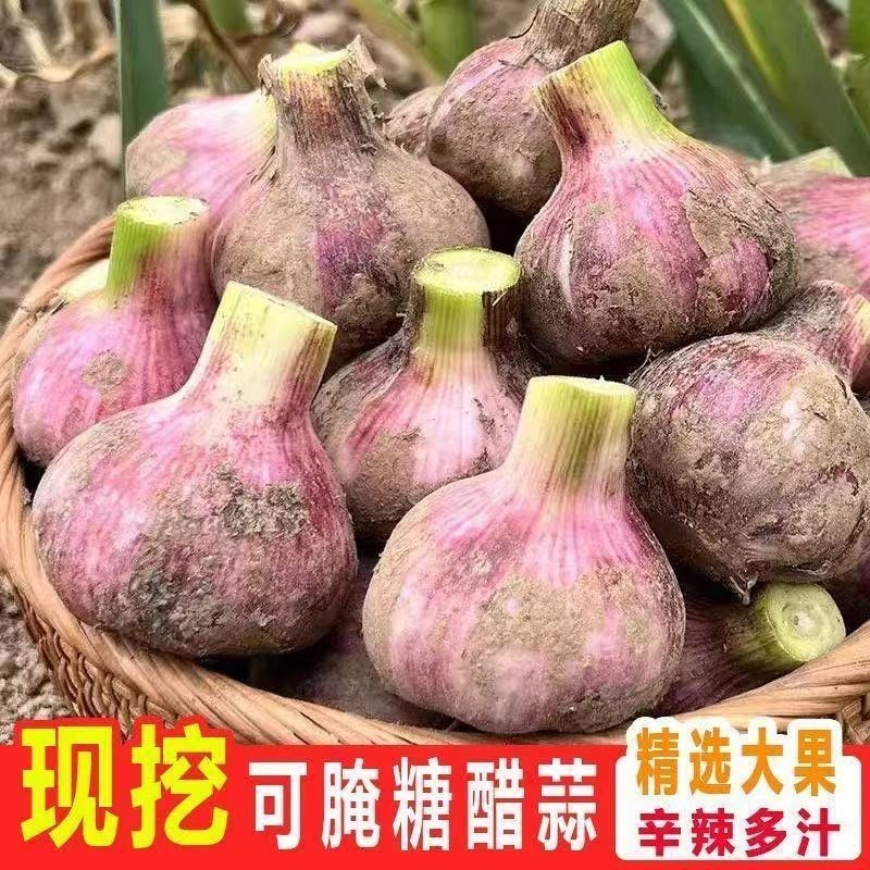 山东精品紫皮大蒜2026年新蒜辛辣味十足价格实惠
