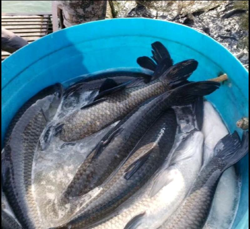 湘云鲫大量出售成品鱼，鲫鱼、鲤鱼、草鱼等，量大从优，欢迎