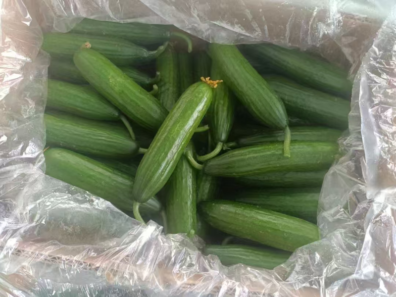 精品水果黄瓜，大量上市，供应市场商超电商，量大从优