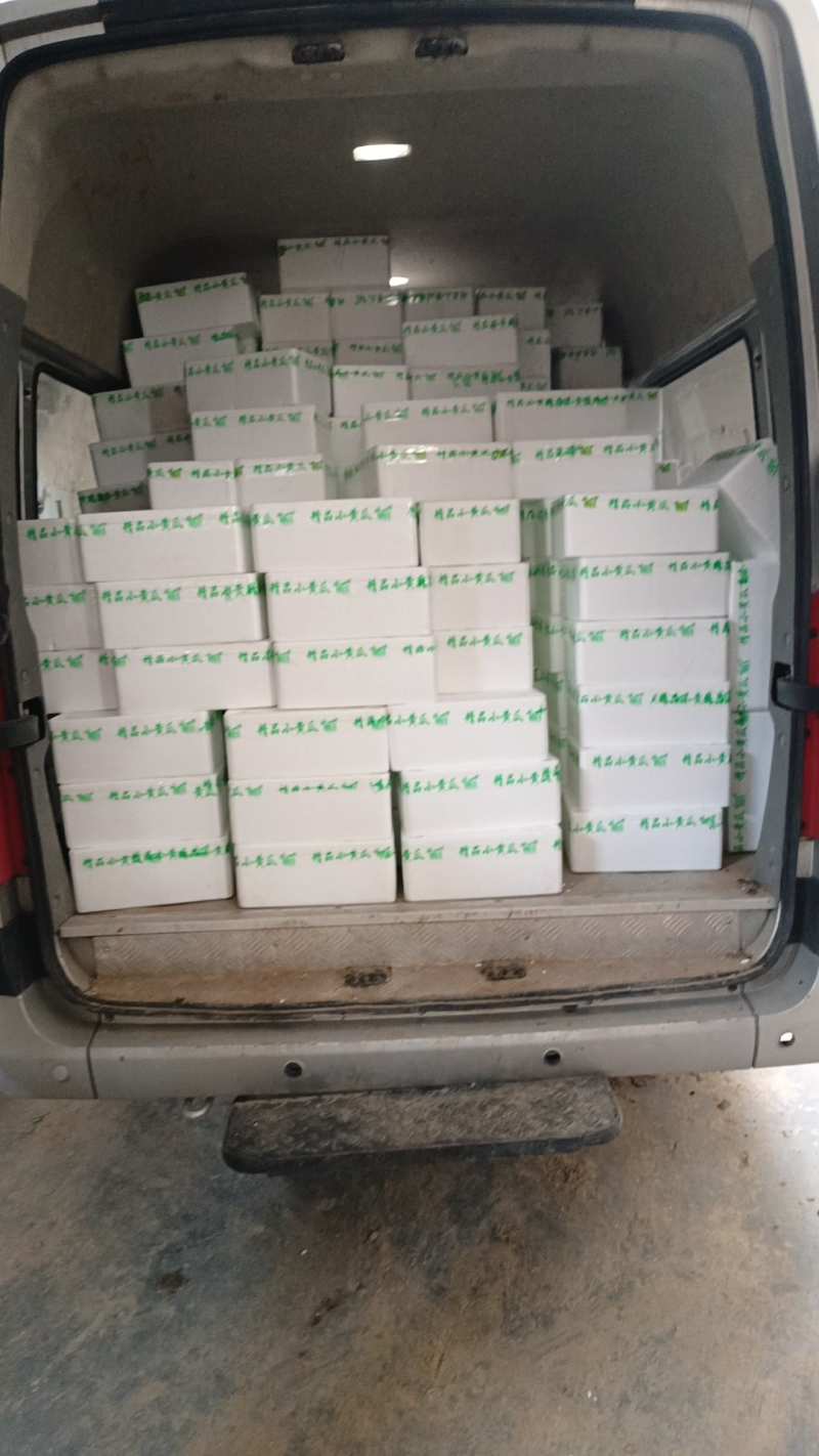 精品水果黄瓜，大量上市，供应市场商超电商，量大从优