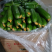 精品水果黄瓜，大量上市，供应市场商超电商，量大从优