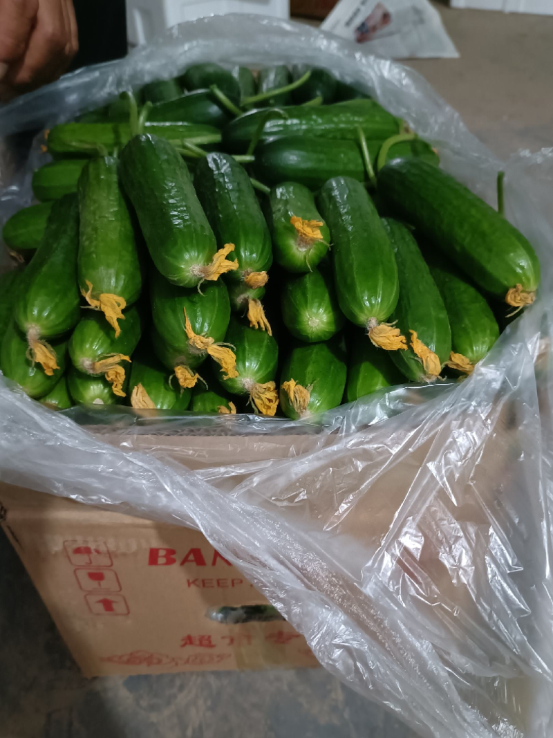 精品水果黄瓜，大量上市，供应市场商超电商，量大从优