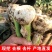 2026年山东白皮蒜现挖现发蒜香浓郁产地直发个头均匀