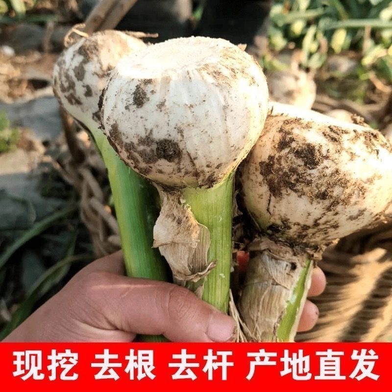 2026年山东白皮蒜现挖现发蒜香浓郁产地直发个头均匀