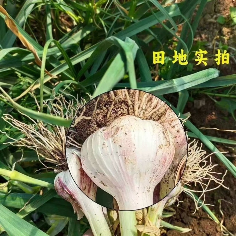2026年山东白皮蒜现挖现发蒜香浓郁产地直发个头均匀