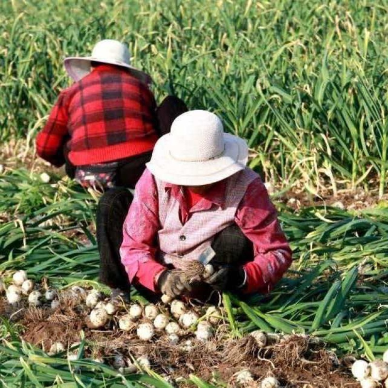 2026年山东白皮蒜现挖现发蒜香浓郁产地直发个头均匀