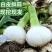 2026年山东白皮蒜现挖现发蒜香浓郁产地直发个头均匀