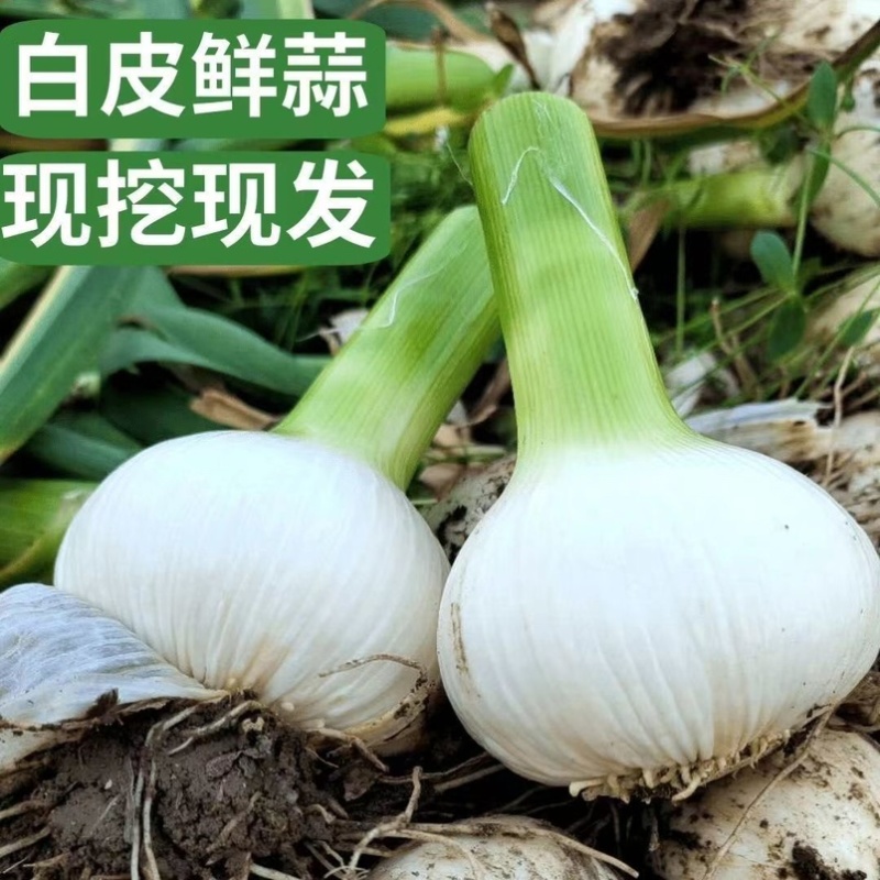 2026年山东白皮蒜现挖现发蒜香浓郁产地直发个头均匀