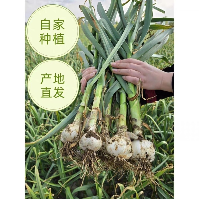 2026年山东白皮蒜现挖现发蒜香浓郁产地直发个头均匀