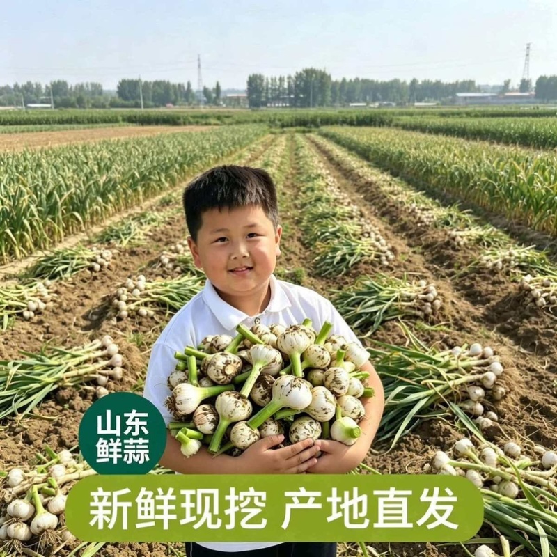 2026年山东白皮蒜现挖现发蒜香浓郁产地直发个头均匀