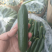 水果黄瓜大量上市优质货源-量大从优-品质保障