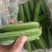 水果黄瓜大量上市优质货源-量大从优-品质保障