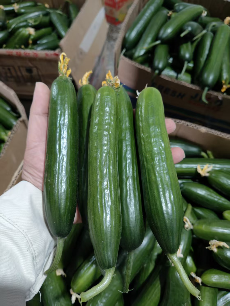 水果黄瓜大量上市优质货源-量大从优-品质保障