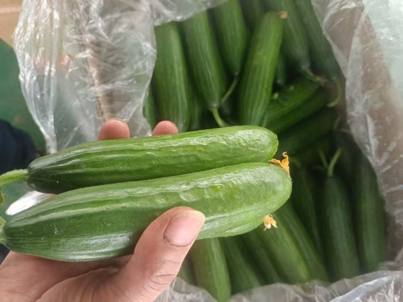 水果黄瓜大量上市优质货源-量大从优-品质保障