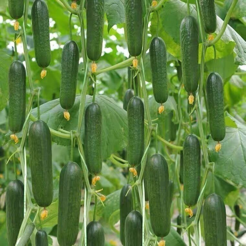 水果黄瓜大量上市优质货源-量大从优-品质保障