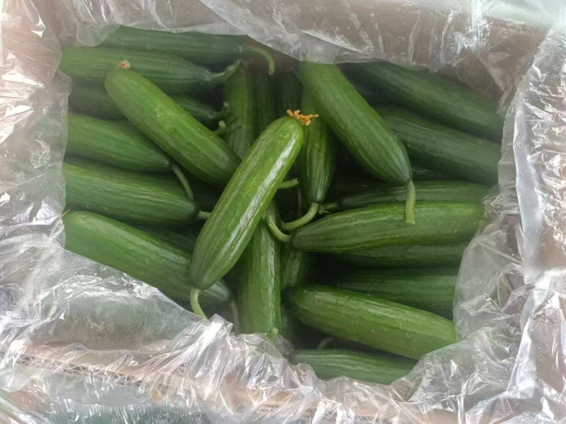 水果黄瓜大量上市优质货源-量大从优-品质保障