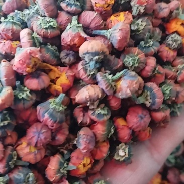 昆仑胎菊新疆高海拔原味高品质花草茶包邮批发