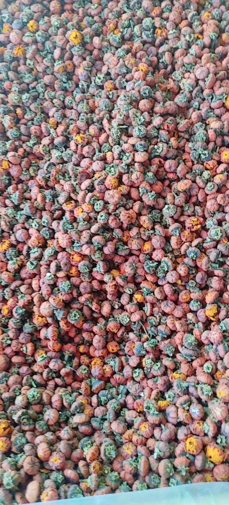 昆仑胎菊新疆高海拔原味高品质花草茶包邮批发