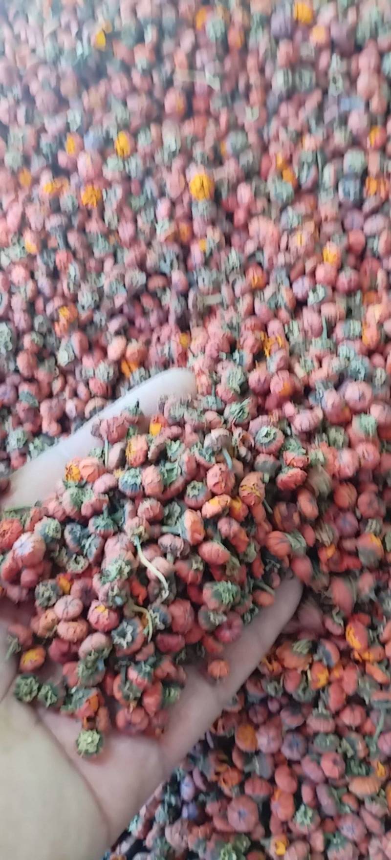 昆仑胎菊新疆高海拔原味高品质花草茶包邮批发