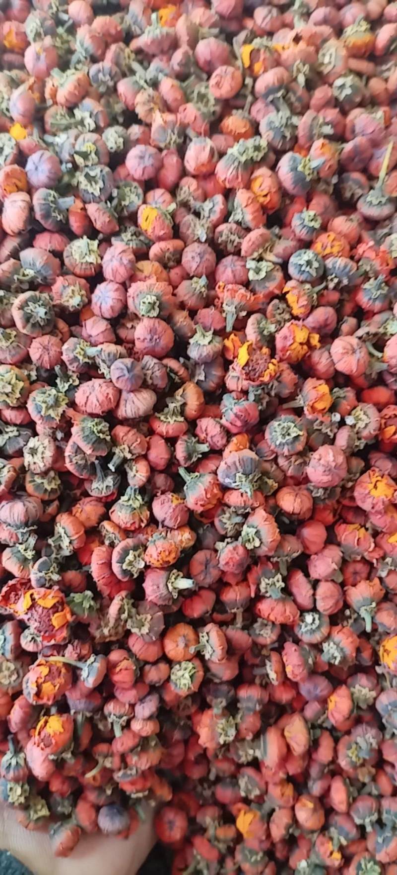 昆仑胎菊新疆高海拔原味高品质花草茶包邮批发
